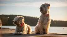 Pszeniczny Terier - Irish Soft Coated Wheaten Terrier
