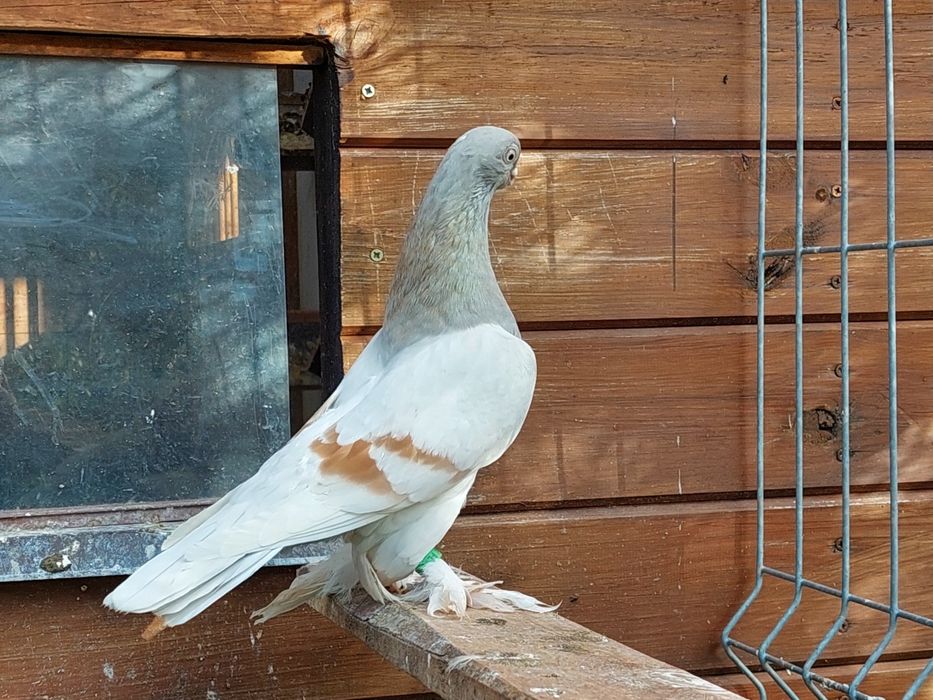 Blauwinder ,samiec 25r. Ładny gołąb. Pulsujący