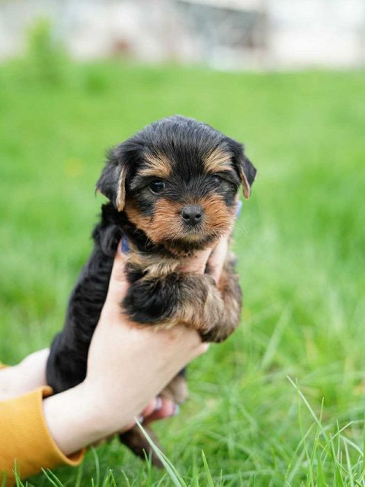 Йорк-аристократ із бездоганними манерами!