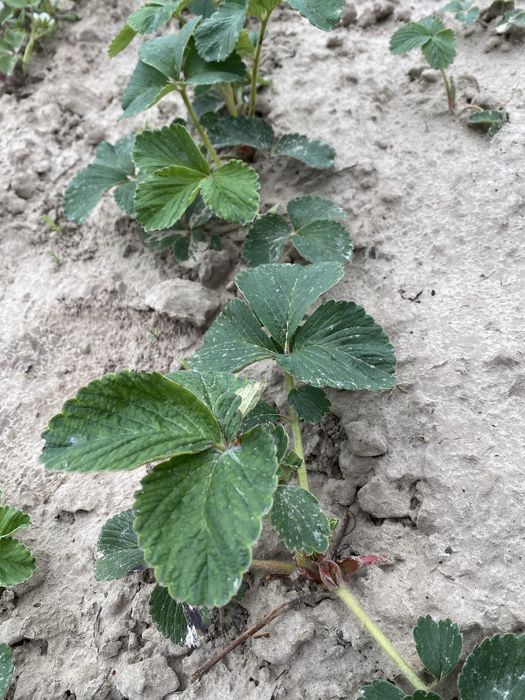 Суниця грунтопокрівна ремонтантна полуниця