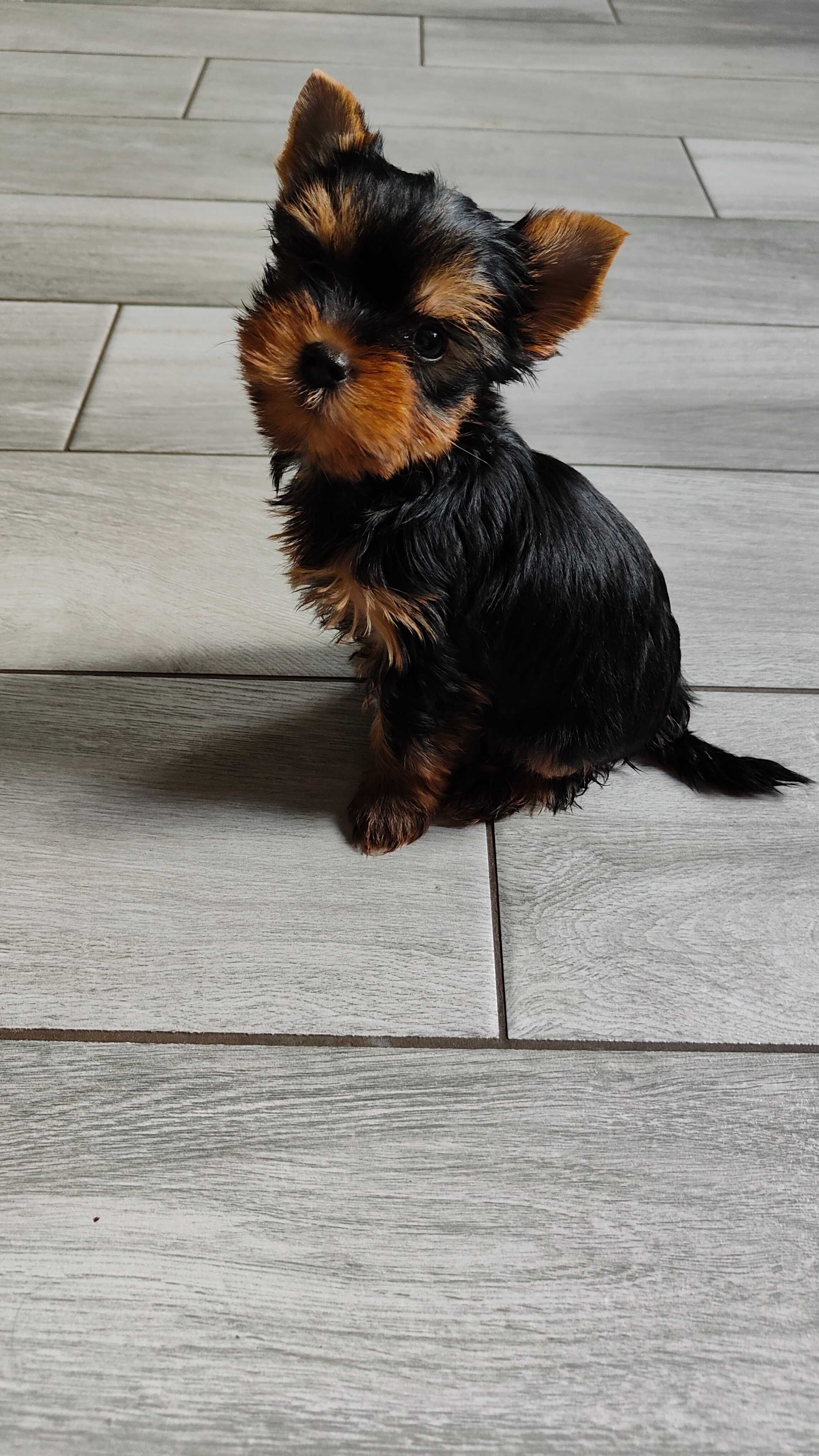 Yorkshire terrier zkwp fci