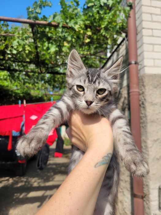 Ищут дом чудесные котята