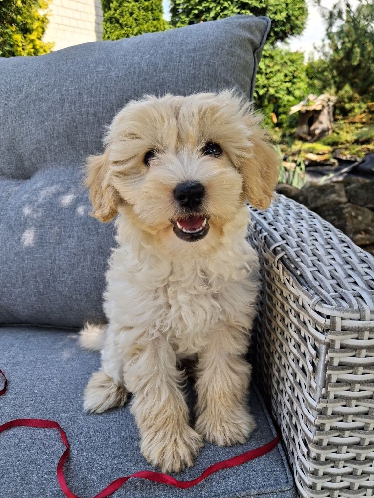 Śliczna suczka Maltipoo