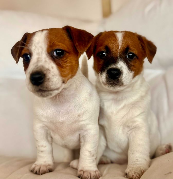 Jack Russell Terrier od # S M A R T I E * J A C K S # rodzice ZKwP/FCI