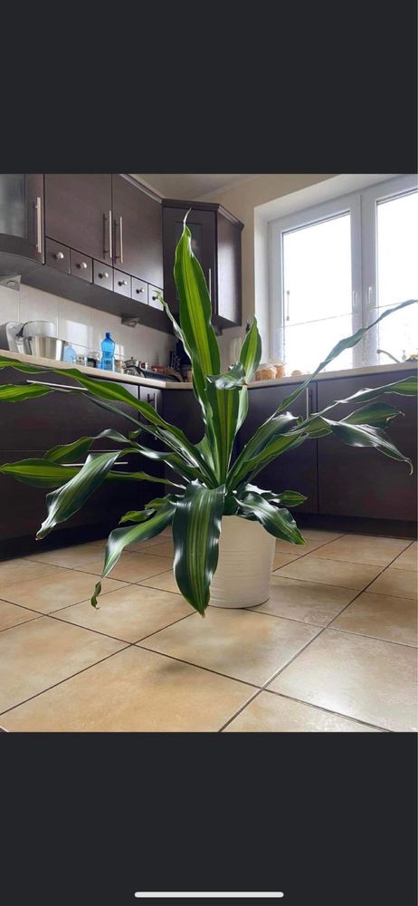 Dracena Burley (Bielsko-Biała)