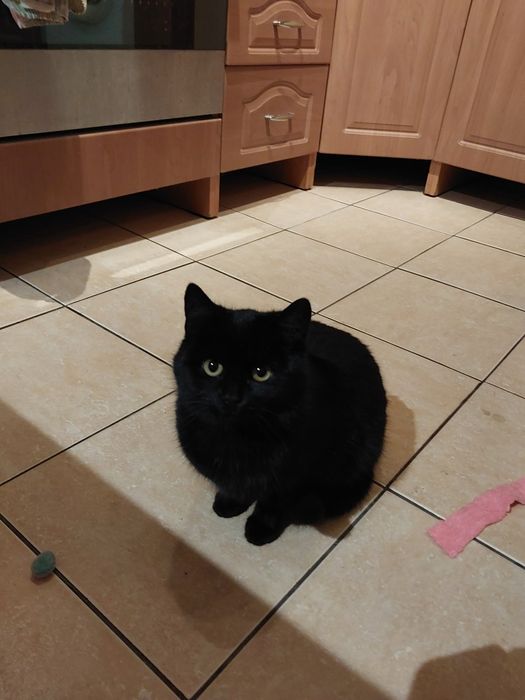 Puchata kotka szuka domu