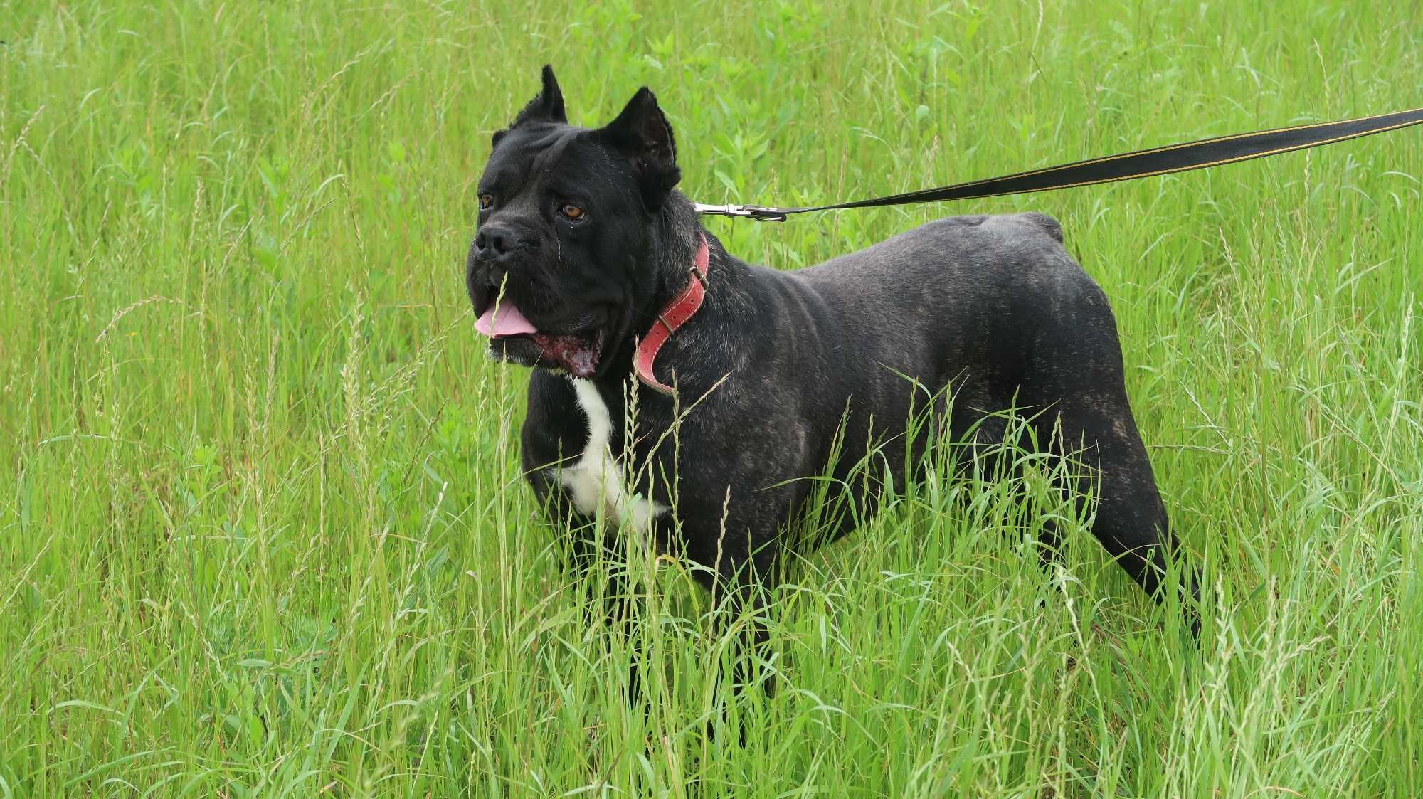 Cane corso suczka