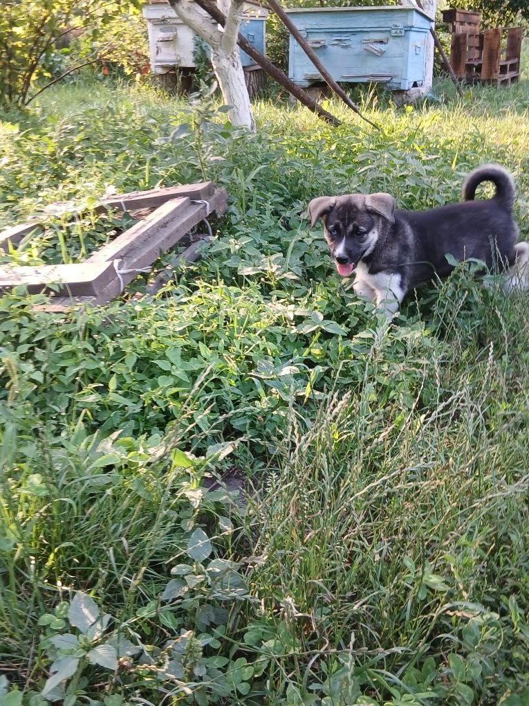 Цуценята хаскі плюс Східносибірська лайка