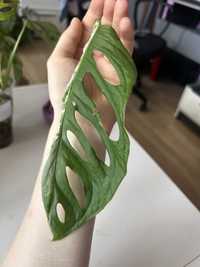 Monstera Adansonii indonesian marble sadzonka pędówka variegata