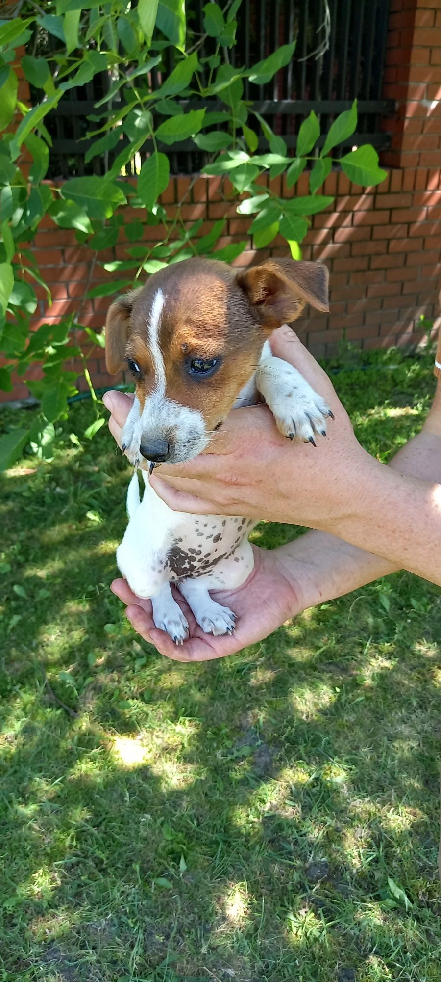 Jack Russell Terrier (SUCZKA)