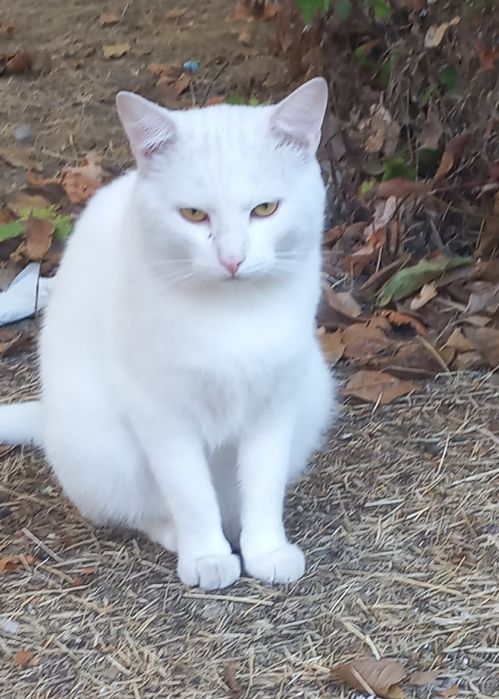 Марсік шуквє родину