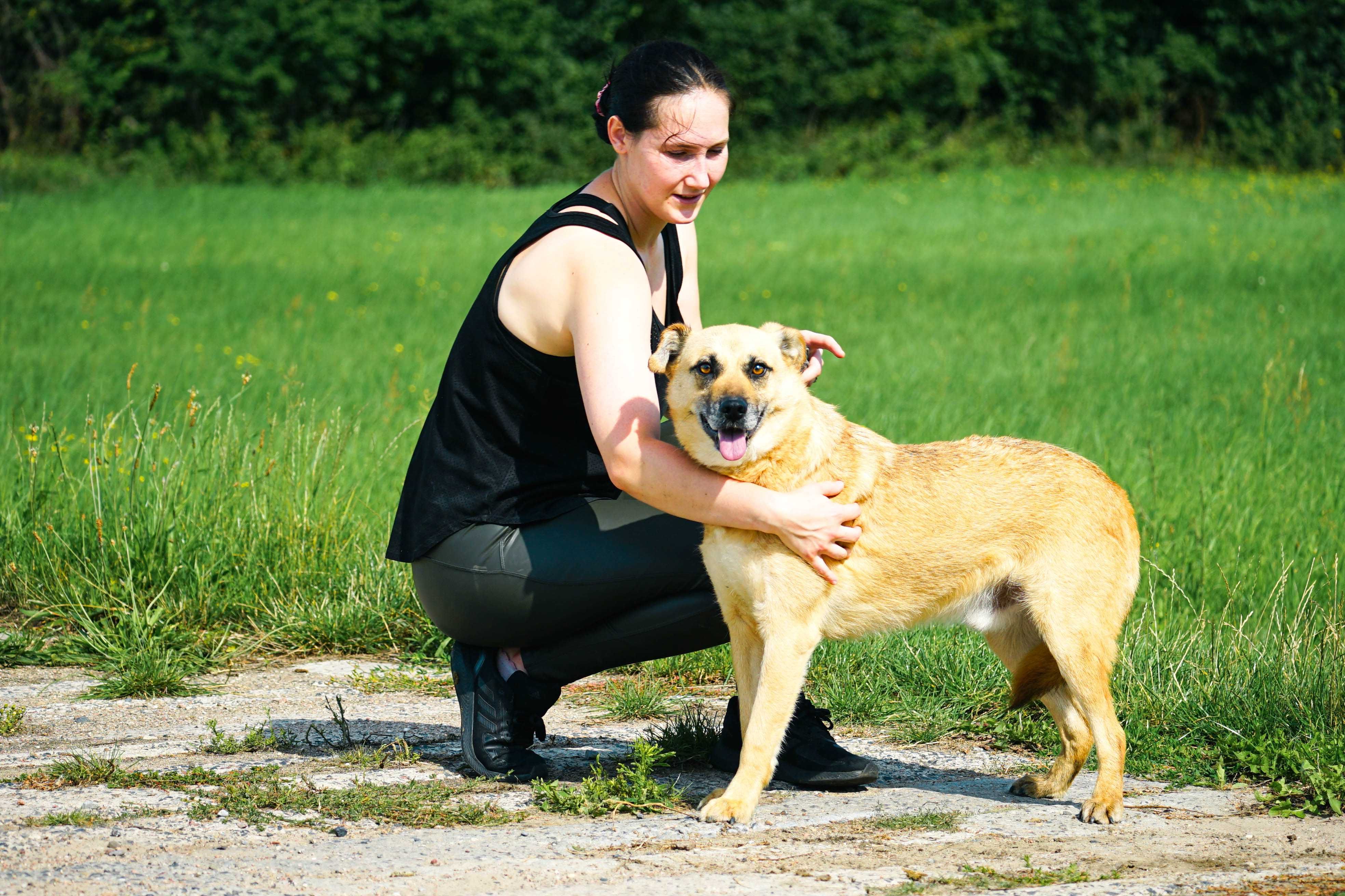 ZEFIR - śliczny, łagodny piesek w typie labradora