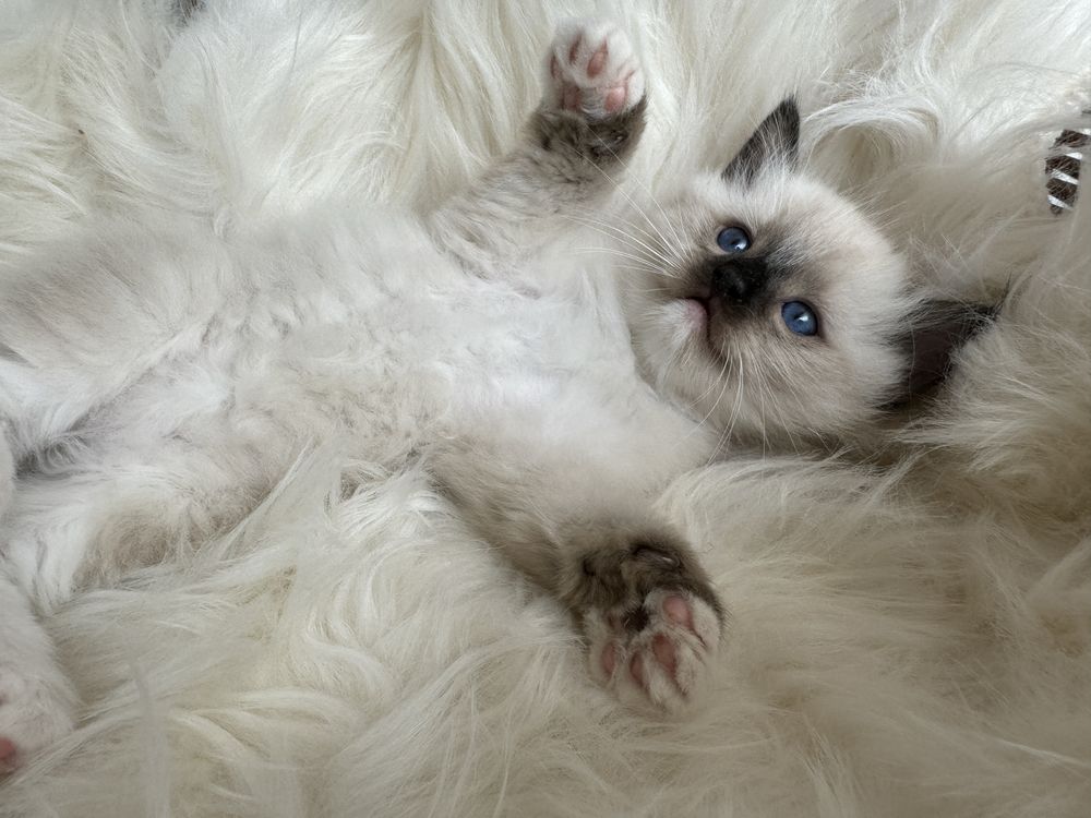 Ragdoll kocurek rodowodowy