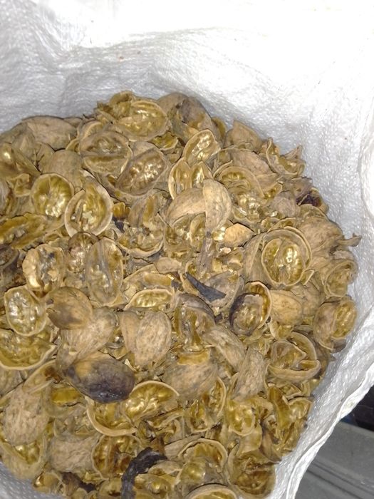 Скорлупа грецкого ореха