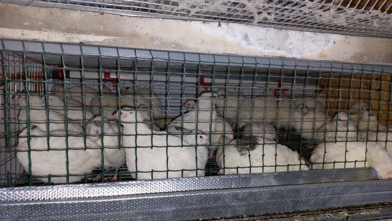 Продам       Яйцо домашнее