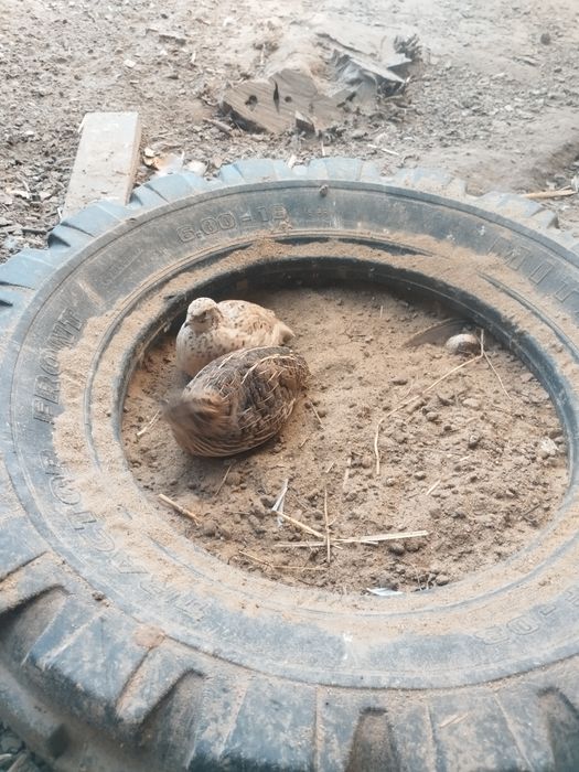 Świeże i zdrowe jaja przepiórcze