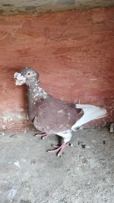 Gołębie staropolskie