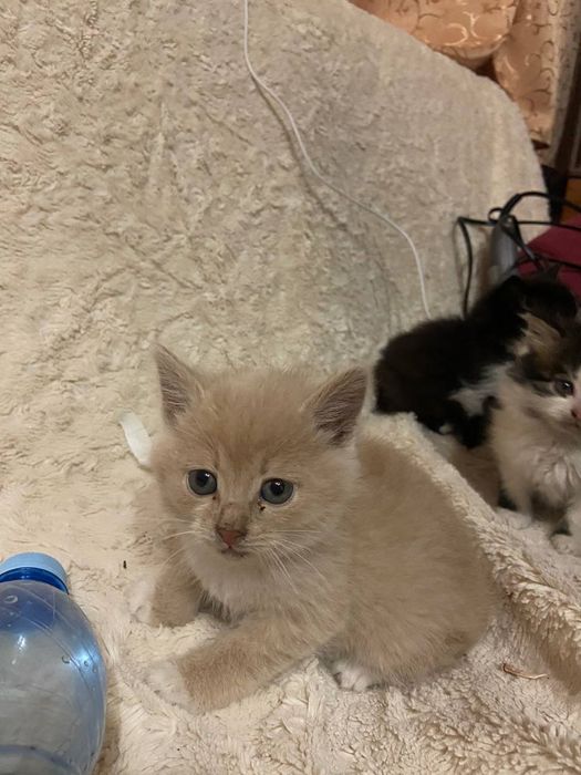 Отдам котят мальчики