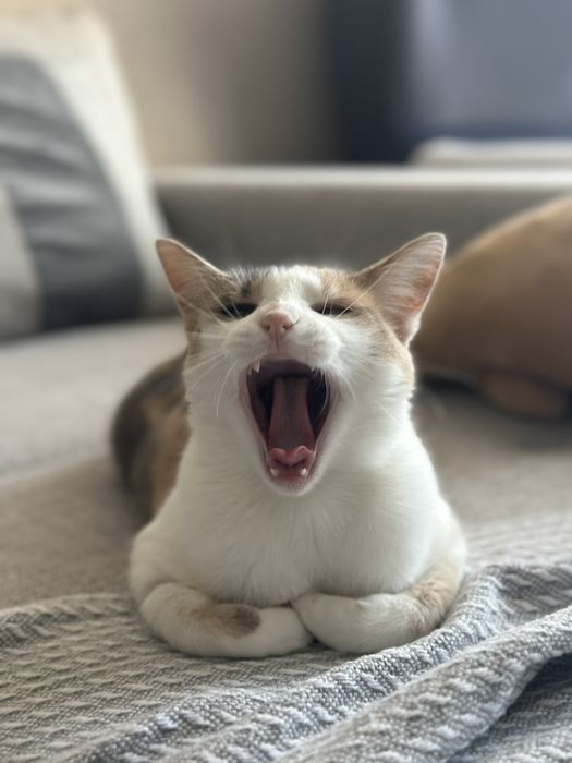 Кішка Моніка в пошуках дому