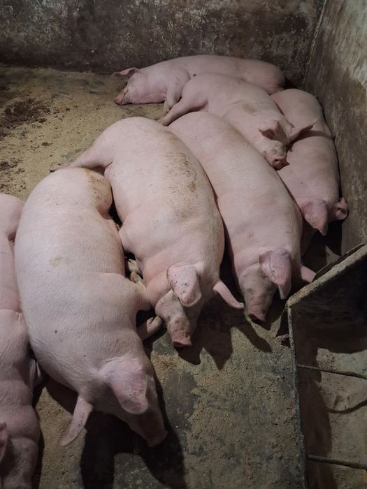 Продам свині мясні