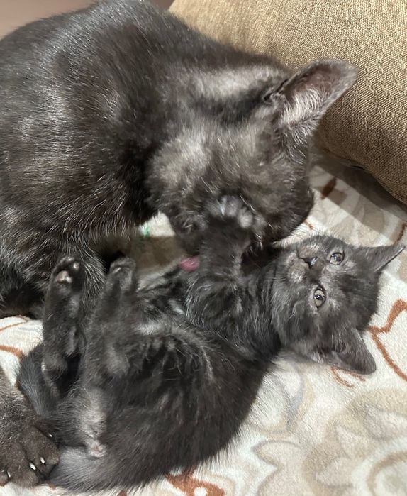 Котик в добрі руки