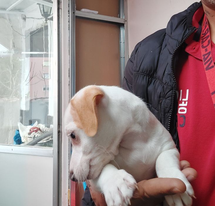 Menina jack russel terrier so hoje