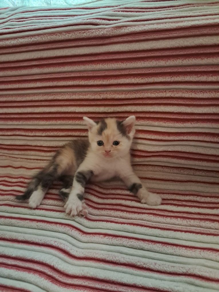 Продам котят скотіш страйт