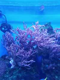 Capnella koralowiec