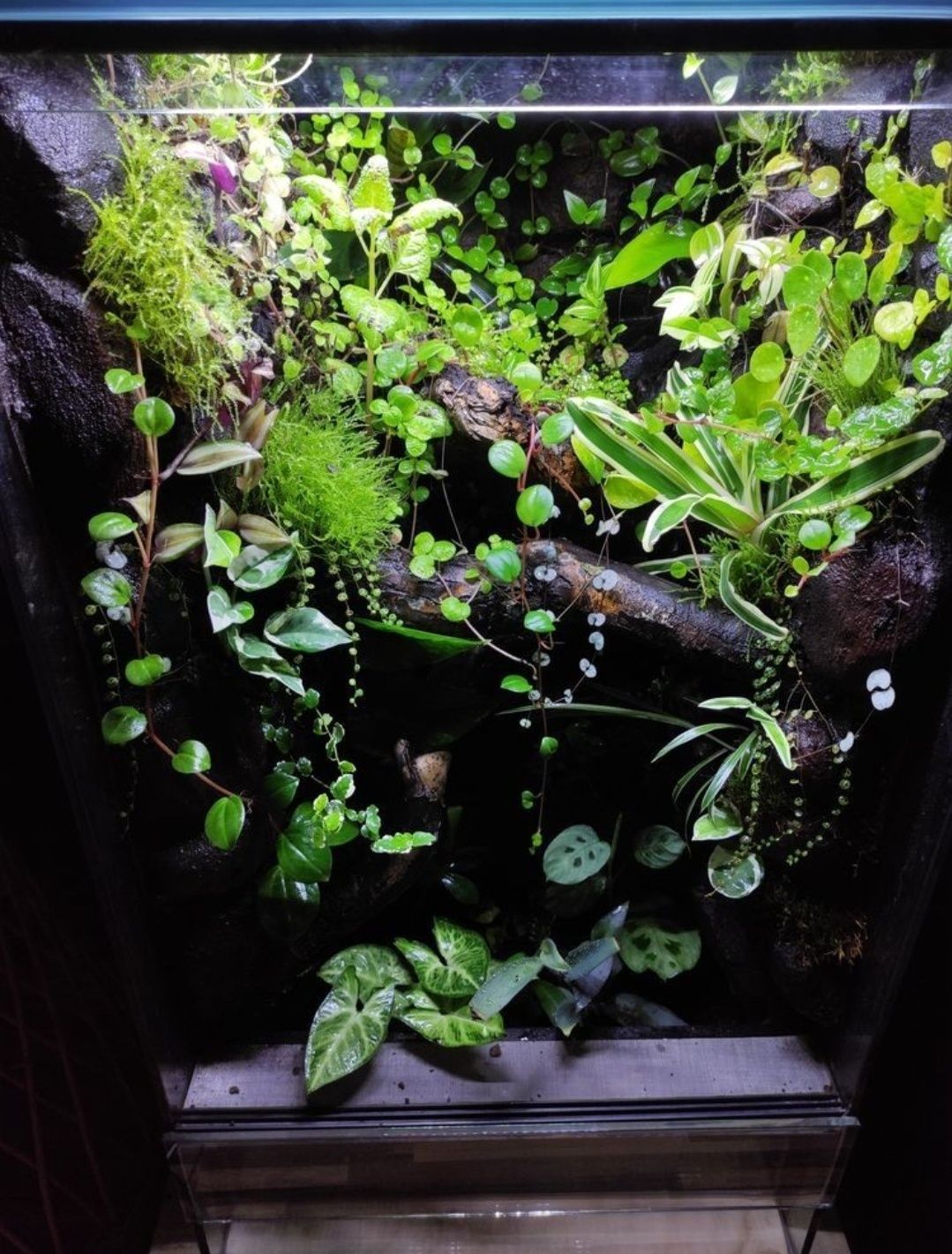 Terrarium tropikalne 40x40x60
