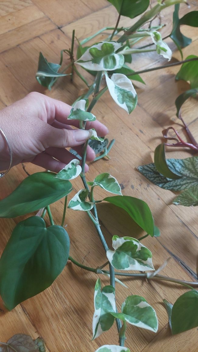 Zestaw roślin, begonia, philodendron, epipremnum