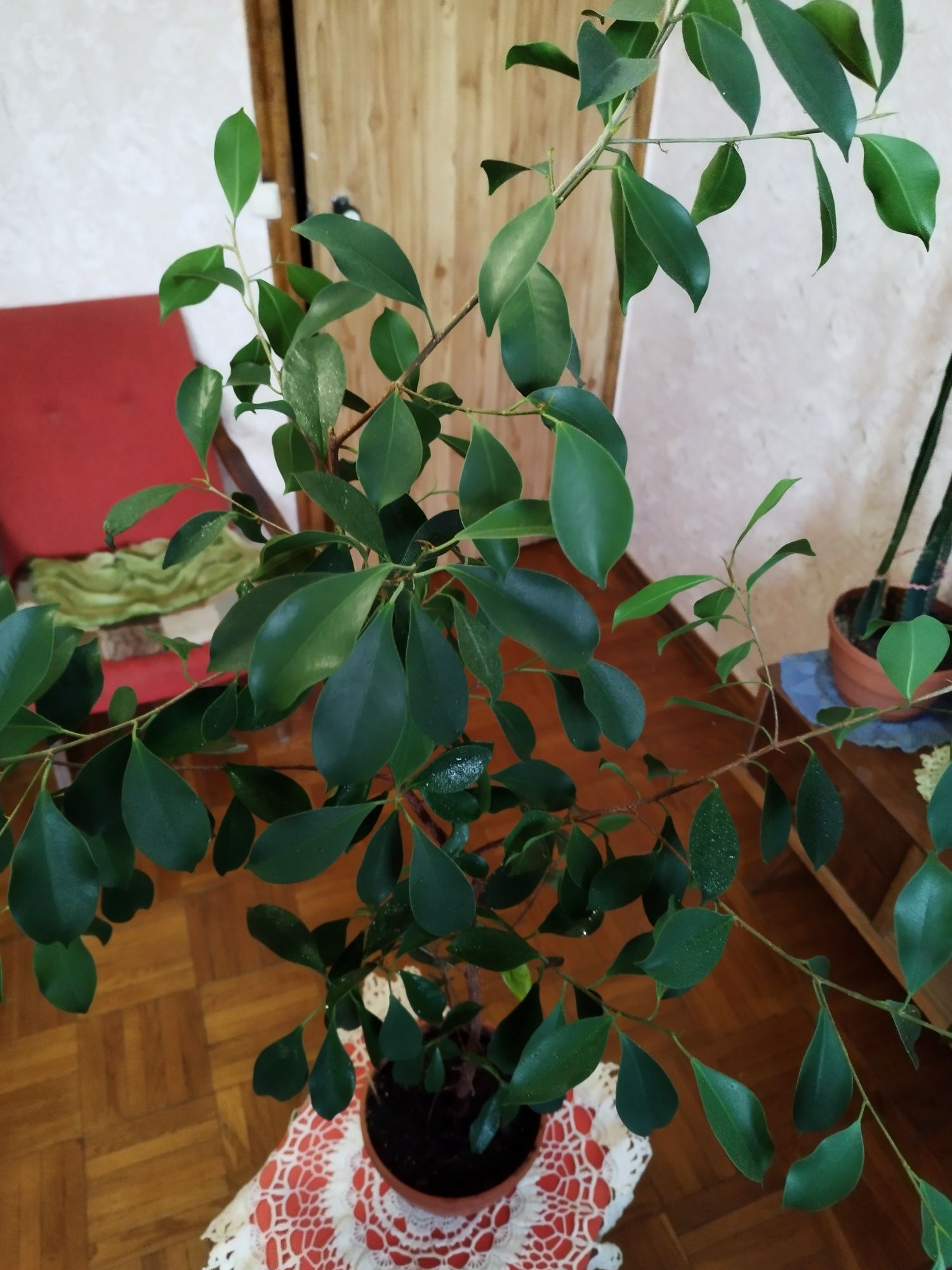 Фикус Бенджамина 1,25 м.