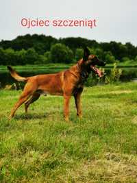 Owczarek belgijski Malinois