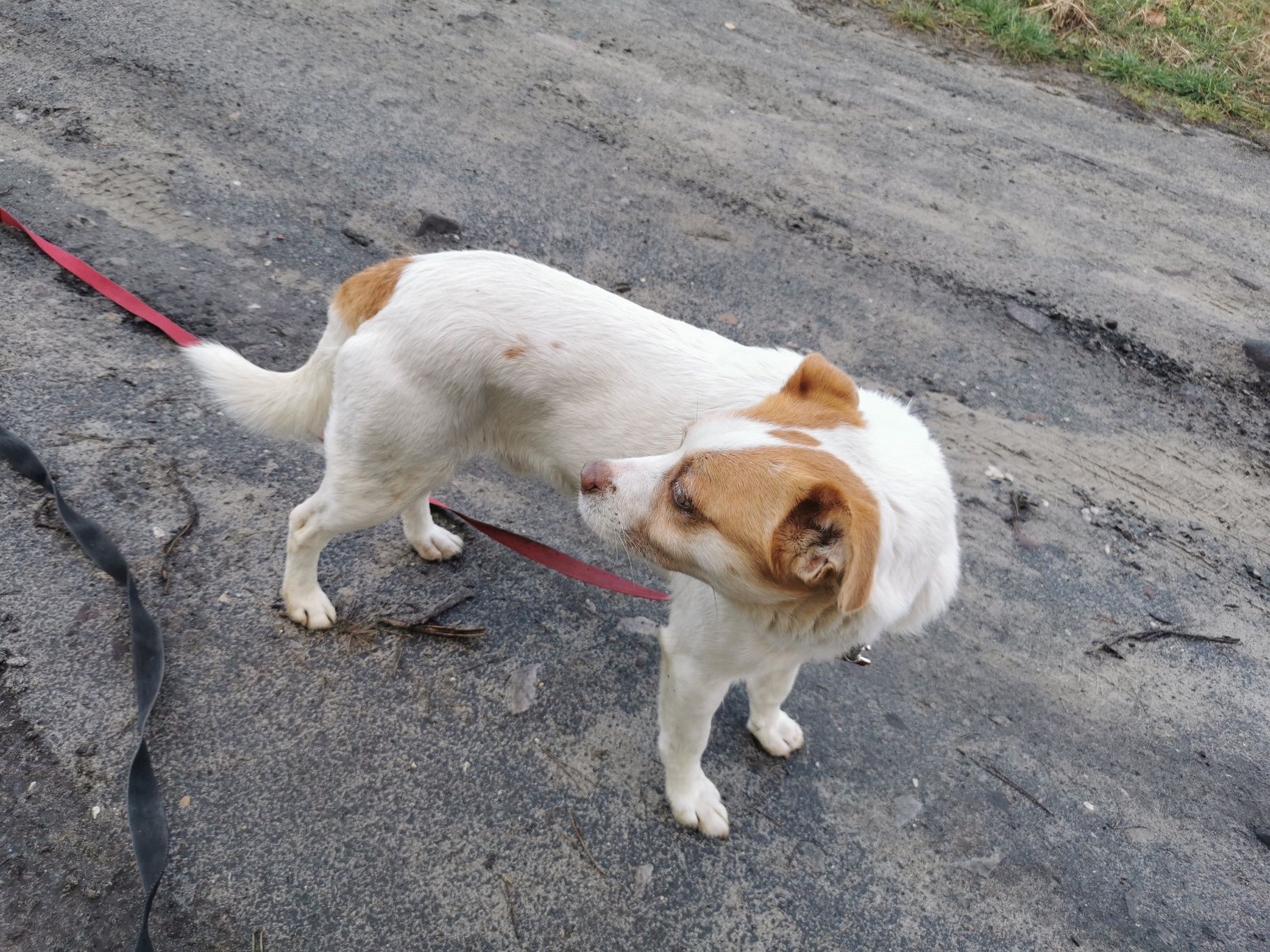 KODI młody spokojny piesek poleca się do adopcji