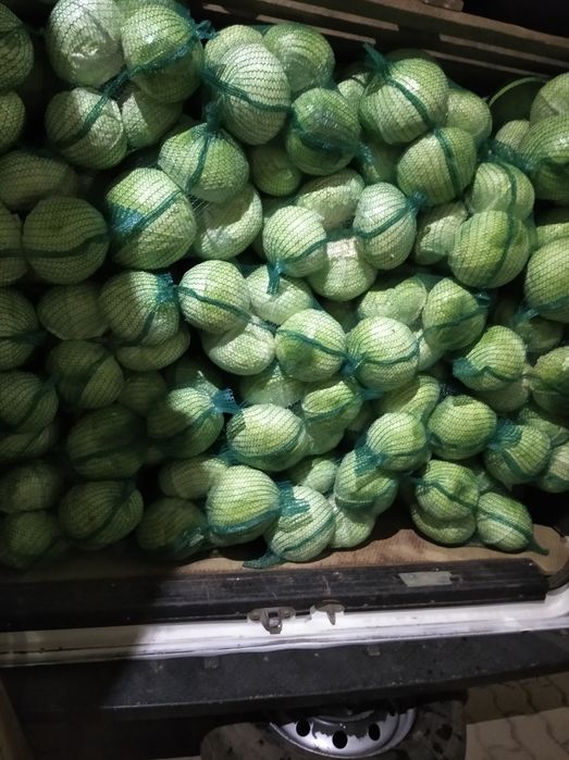 Капуста агресор.