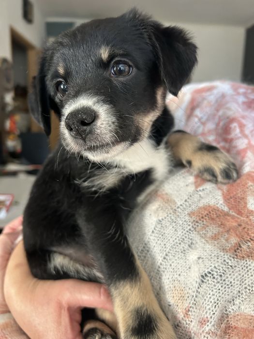 Szczeniaki do adopcji od uratowanej suki, małe