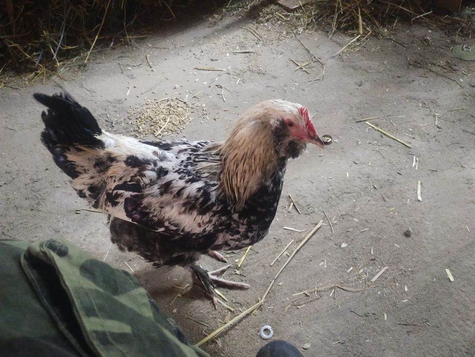 Koguty leghorna rasowe i mixy kolorowe