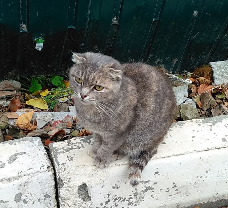 Отдам молодую кошку, метиса шотландской вислоухой