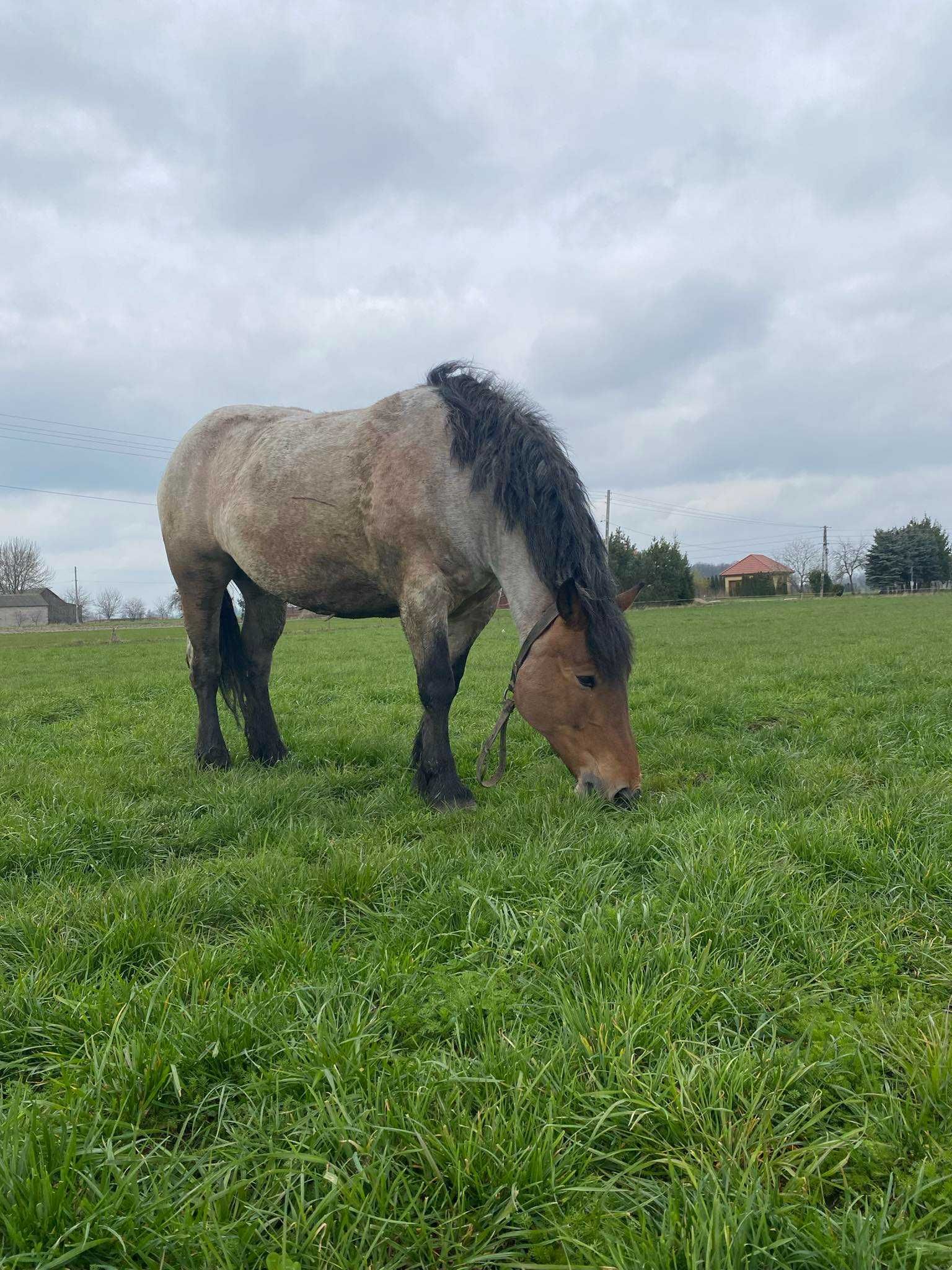 Klacz zimnokrwista źrebna