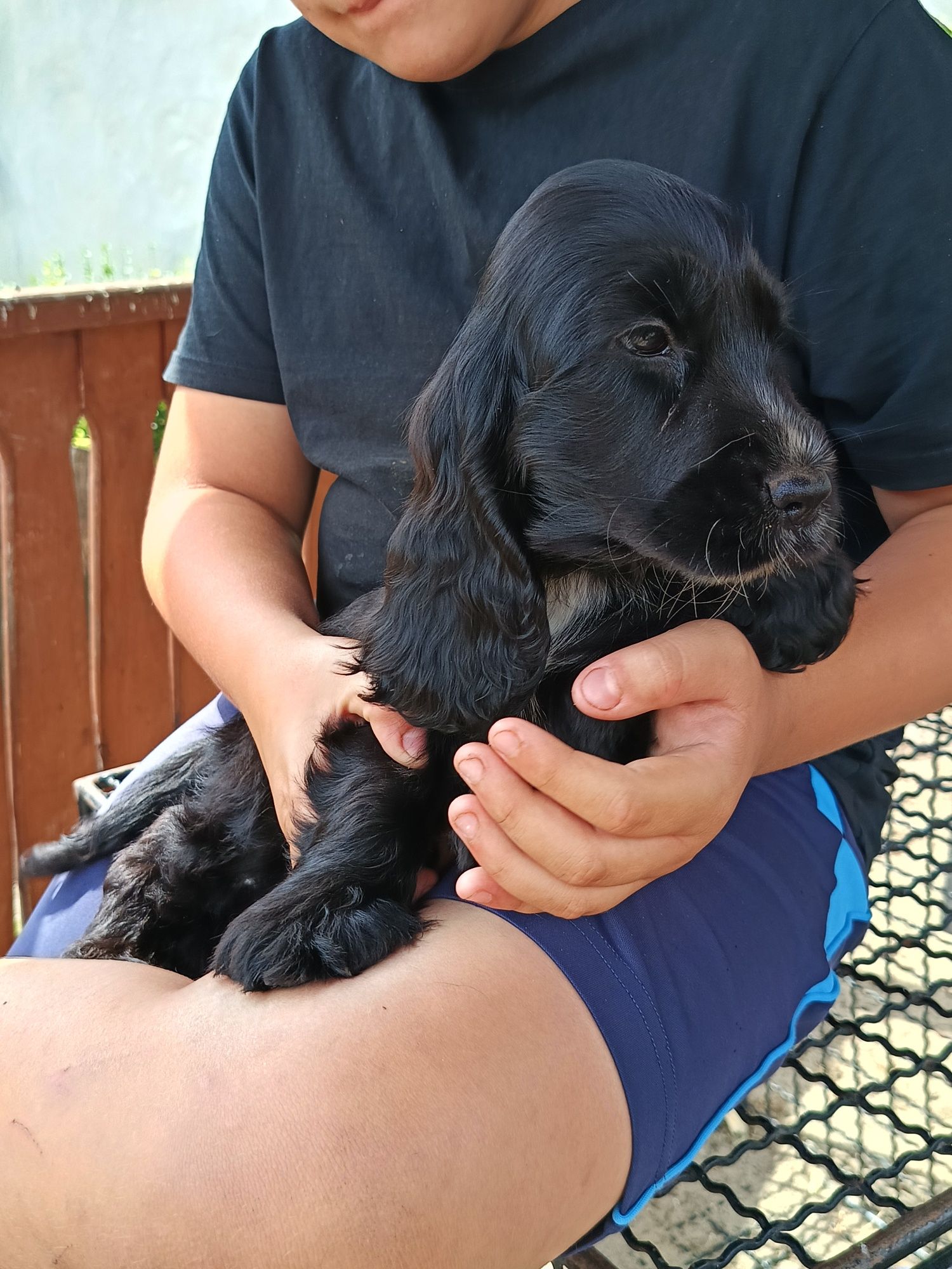 Cocker spaniel angielski