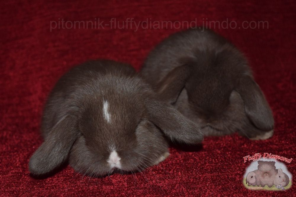 Карликові кролики. Великий вибір! Привиті кроленята з розплідника