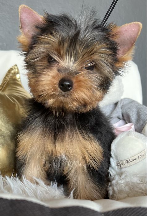 Yorkshire Terrier