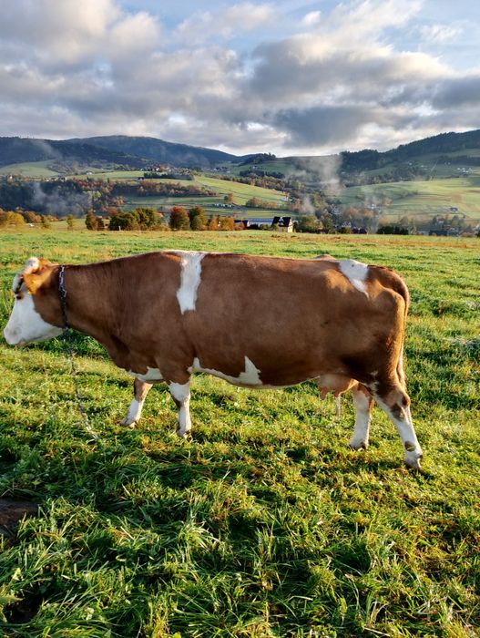 Sprzedam 4 krowy cielne