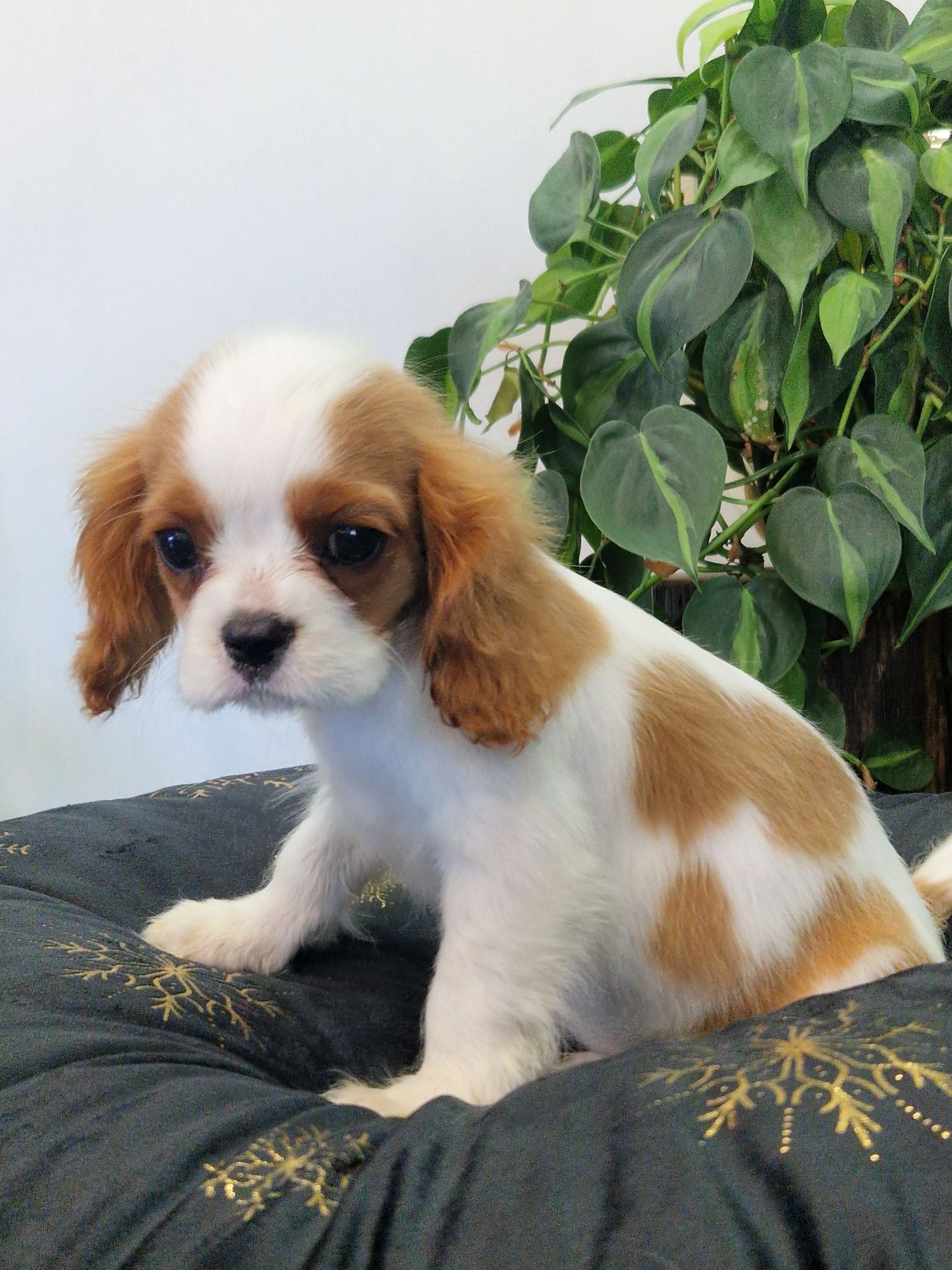 Sprzedam sunię Cavalier King Charles Spaniel