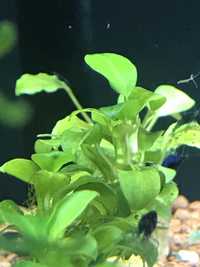 Anubias barteri mana