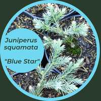 Juniperus squamata Blue Star