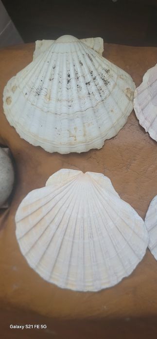 Akwarystyczne Muszle dekoracyjne 9 sztuk