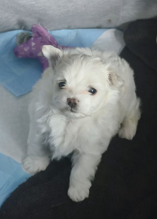 Cudowna sunia maltańczyka