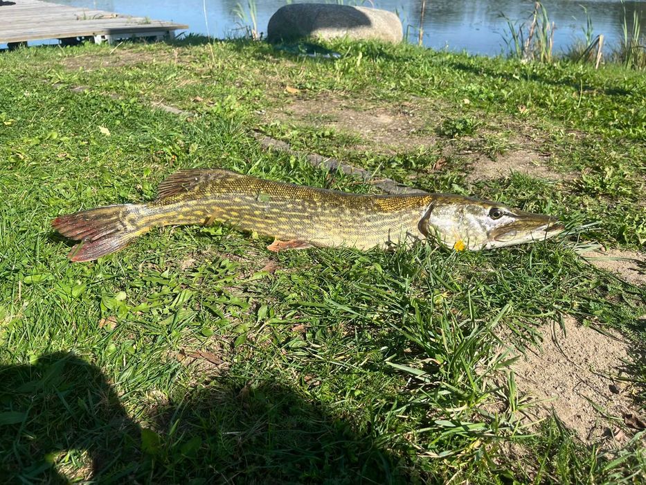 Domki całoroczne z łowiskiem.