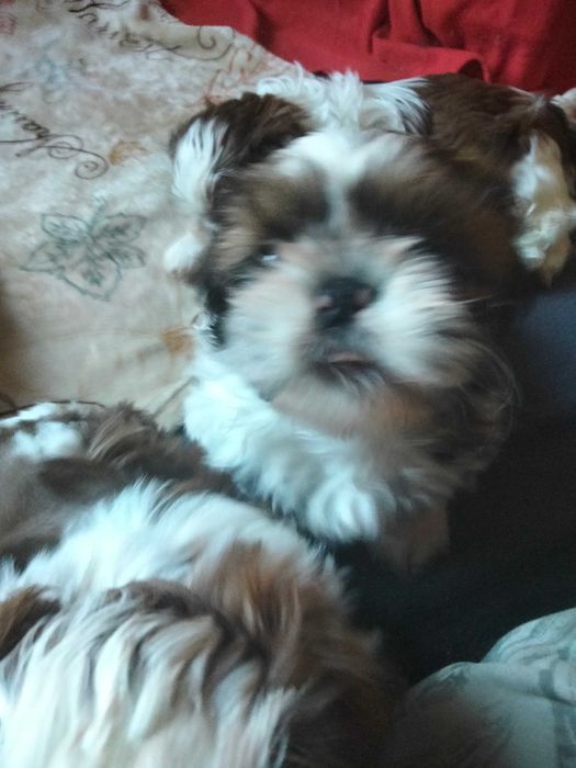 Śliczny szczeniak rasy Shih Tzu
