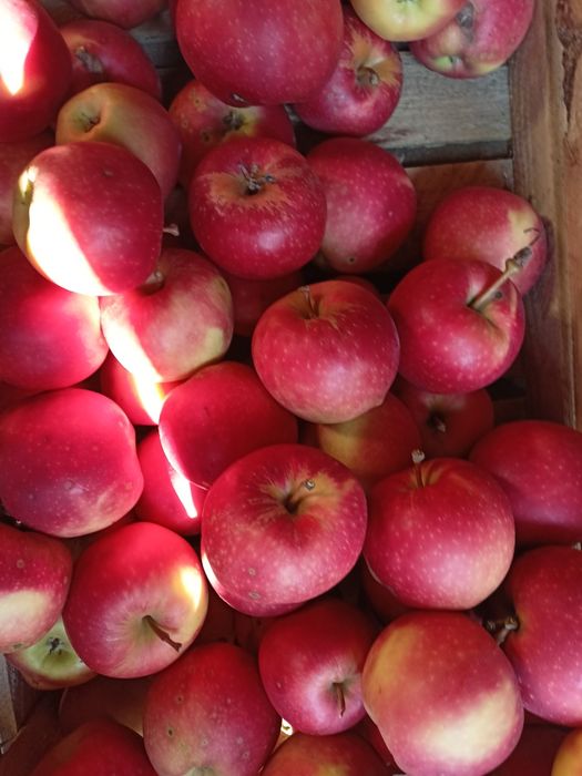 Jabłka Ziemniaki buraczki orzechy włoskie wysyłka warzywa